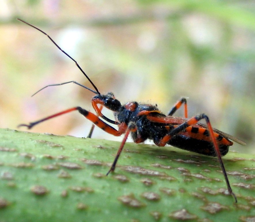 Rhynocoris cuspidatus, nuovo per la fauna italiana